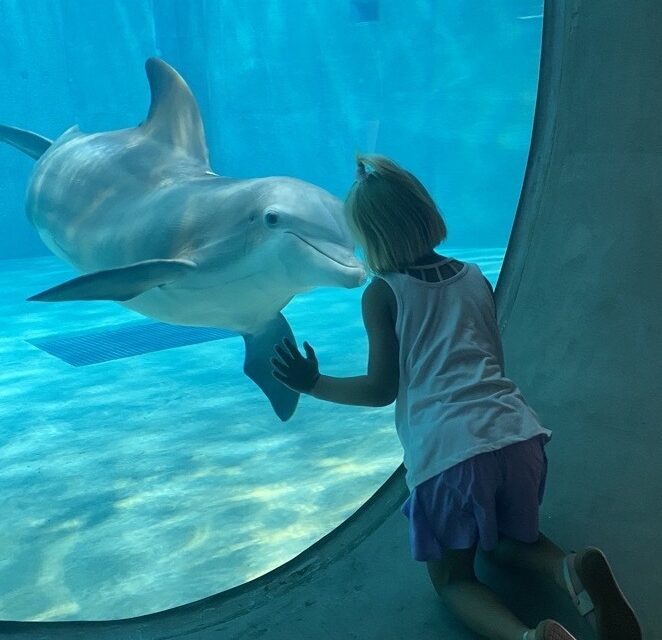 Nicholas the Dolphin at window with guest at CMA